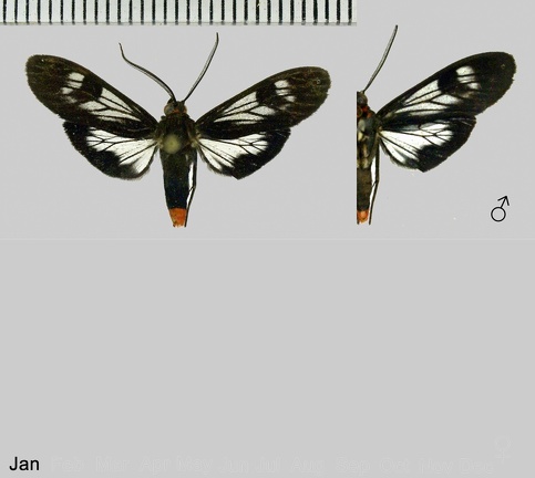 Hyaleucerea erythrotela Walker, 1854