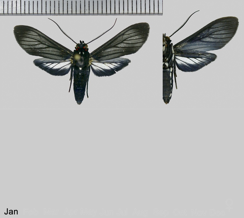 Passineura fusiformis Walker, 1856