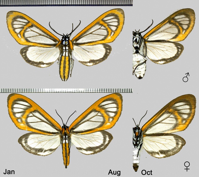 Hyalurga fenestra (Linnaeus, 1758).jpg