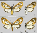 Hyalurga fenestra (Linnaeus, 1758)
