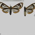 Hyalurga lauronoides Hering, 1925