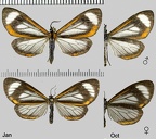 Hyalurga leucophlebia Hering, 1925