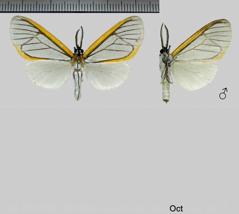 Hyalurga mysis (Erichson, 1848)