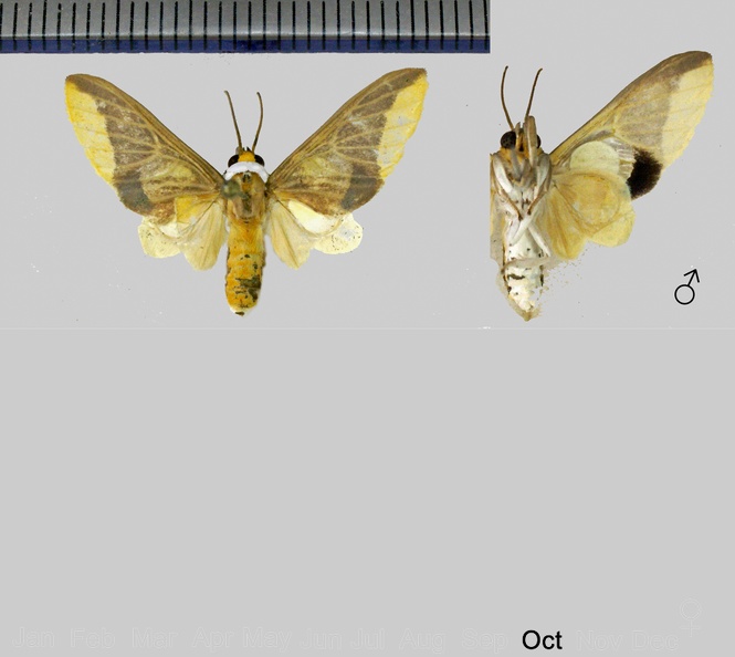 Hyperandra appendiculata appendiculata [Herrich-Schäffer, 1856].jpg