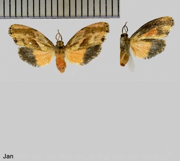 Hypermaepha latericolor Gibeaux, 1988