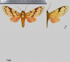 Hypidalia sanguirena sanguirena Schaus, 1905