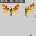 Hyponerita lavinia (Druce, 1890)-1