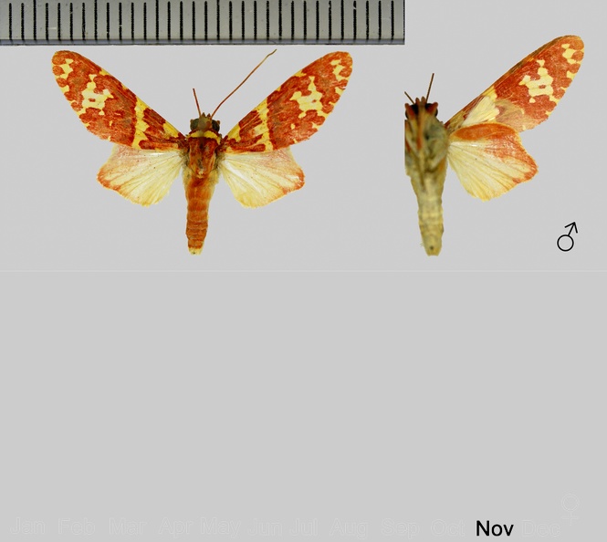 Hyponerita similis Rothschild, 1909-1.jpg