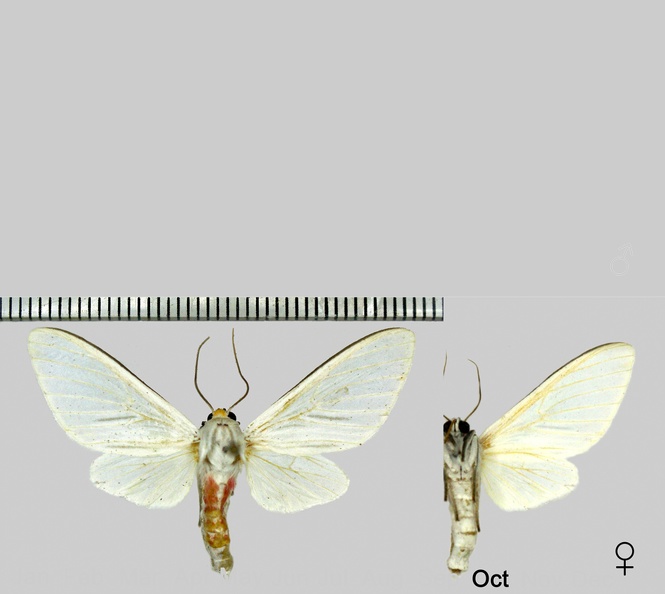 Idalus albescens (Rothschild, 1909)
