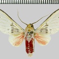 <!--hidden-->Idalus aleteria (Schaus, 1905)-Patawa (Camp de)