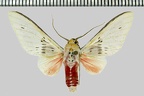 <!--hidden-->Idalus aleteria (Schaus, 1905)-Patawa (Camp de)