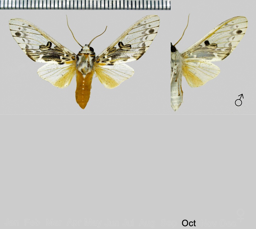 Idalus intermedia (Rothschild, 1909)