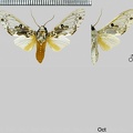 Idalus intermedia (Rothschild, 1909)