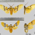 Idalus ochreata (Schaus, 1905)