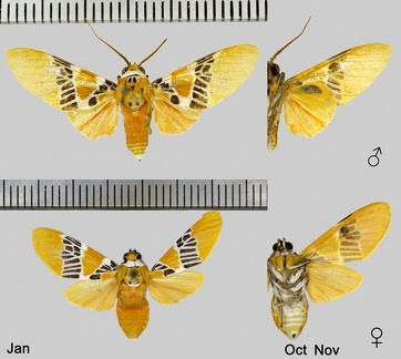 Idalus ochreata (Schaus, 1905)