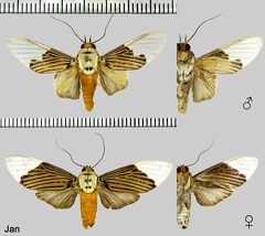 Ischnognatha semiopalina Felder, 1874