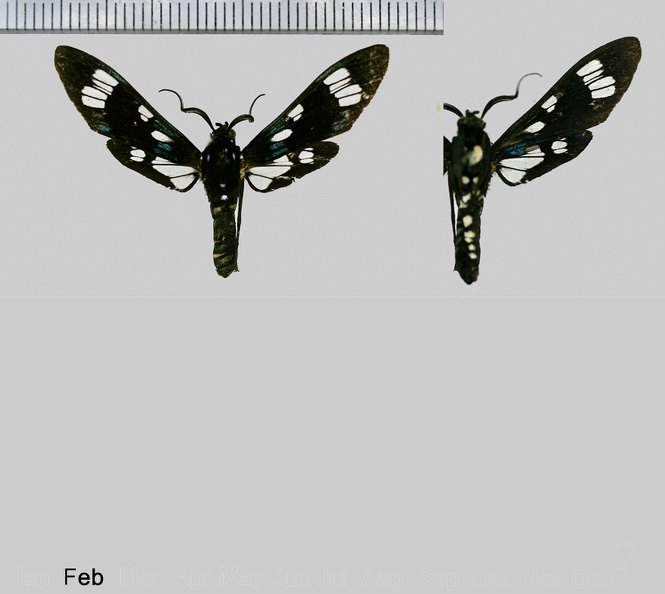 Ixylasia  schausi (Druce, 1896).jpg