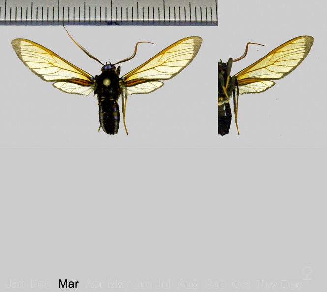 Laemocharis varia (Walker, 1854).jpg