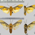Lepidokirbyia venigera Toulgoët, 1983