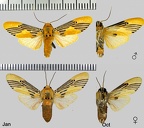 Lepidokirbyia venigera Toulgoët, 1983