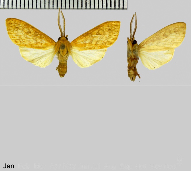 Leucanopsis ochracea (Moschler, 1883)