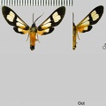 Leucotmemis tenthredoides Walker, 1856