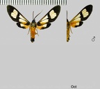 Leucotmemis tenthredoides Walker, 1856