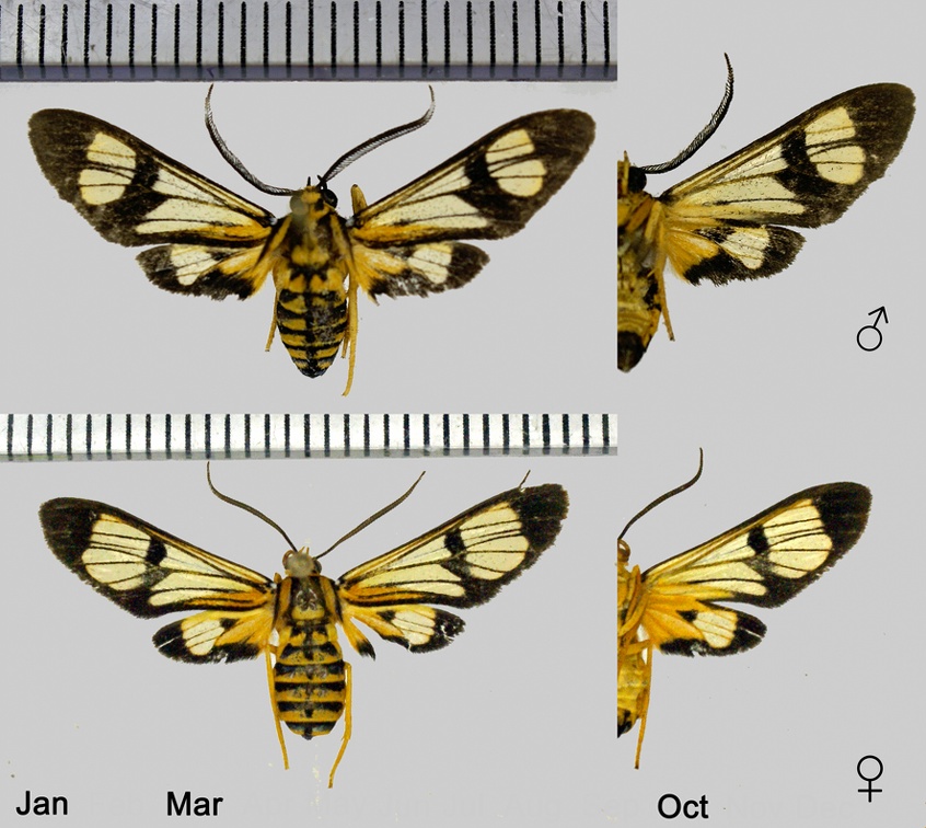 Leucotmemis torrida Walker, 1854