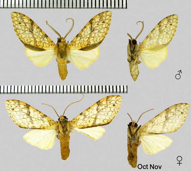 Lophocampa maroniensis maroniensis (Schaus, 1905).jpg