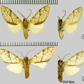 Lophocampa maroniensis maroniensis (Schaus, 1905)