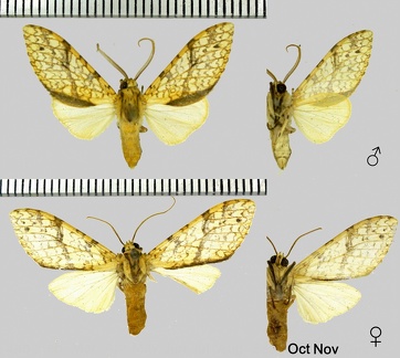 Lophocampa maroniensis maroniensis (Schaus, 1905)