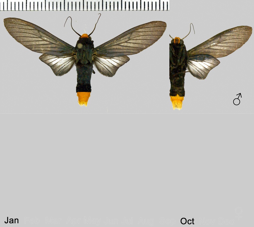 Machaeraptenus crocopera (Schaus, 1905)