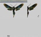 Macrocneme thyridia Hampson, 1898