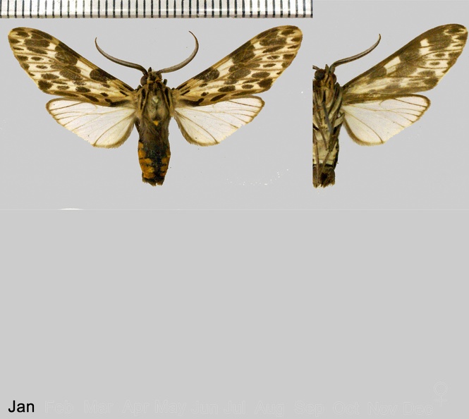 Nelphe amazonum (Rothschild, 1912).jpg