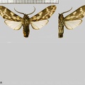 Nelphe amazonum (Rothschild, 1912)