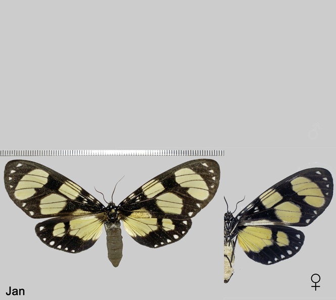 Notophyson heliconides (Swainson, 1833).jpg