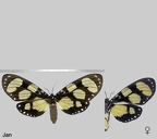 Notophyson heliconides (Swainson, 1833)