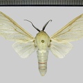 <!--hidden-->Nyearctia leucoptera (Hampson, 1920)-Cacao