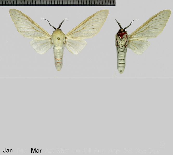 Nyearctia leucoptera (Hampson, 1920).jpg