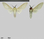 Nyearctia leucoptera (Hampson, 1920)