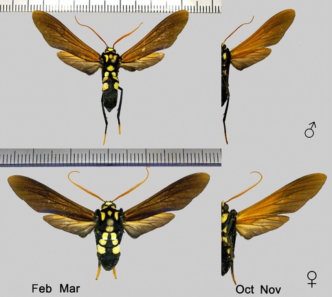 Orcynia calcarata (Walker, 1854)