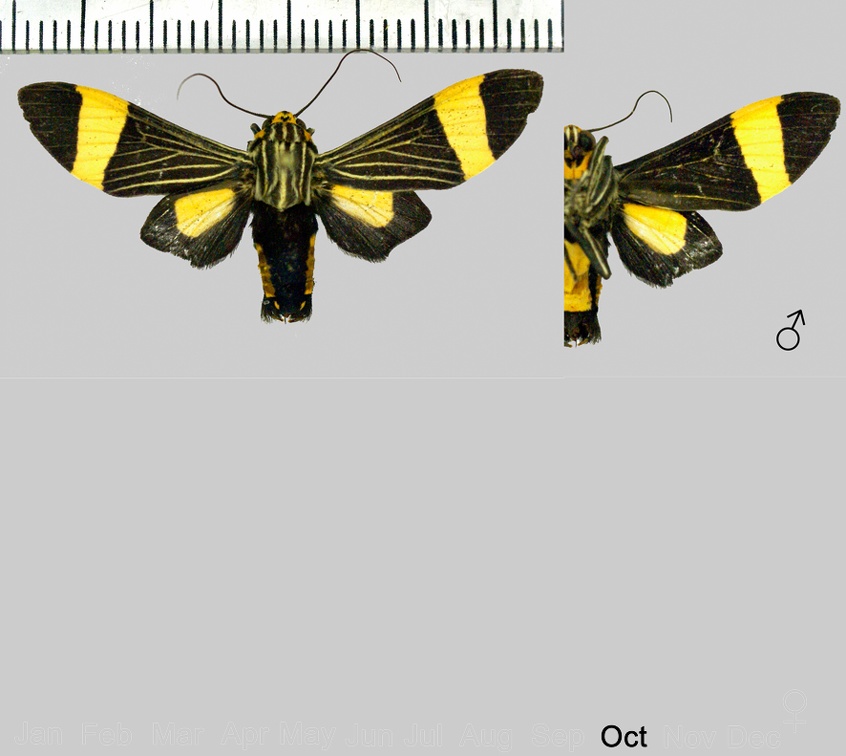 Ordishia rutila [Stoll, 1782]