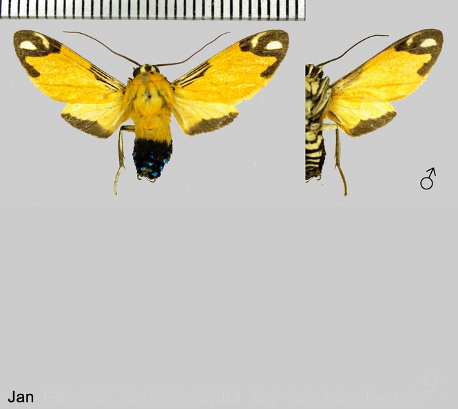 Ormetica zenzeroides (Butler, 1877).jpg