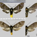 Pachydota albiceps (Walker, 1856)
