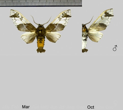 Parathyris semivitrea (Joicey &amp; Talbot, 1916)