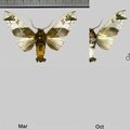 Parathyris semivitrea (Joicey &amp; Talbot, 1916)