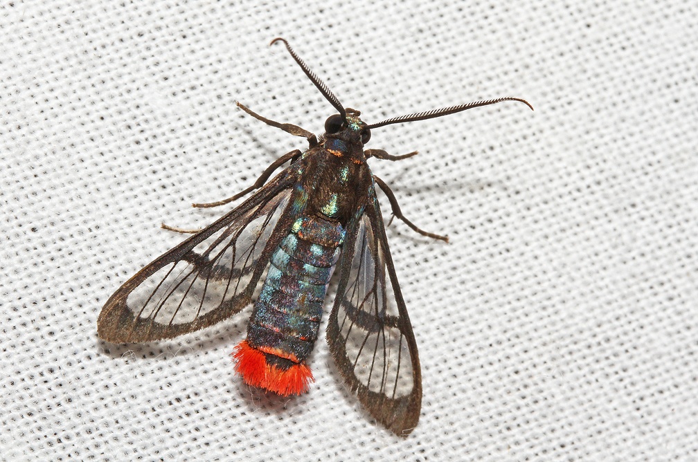 Phoenicoprocta vacillans (Walker, 1856)