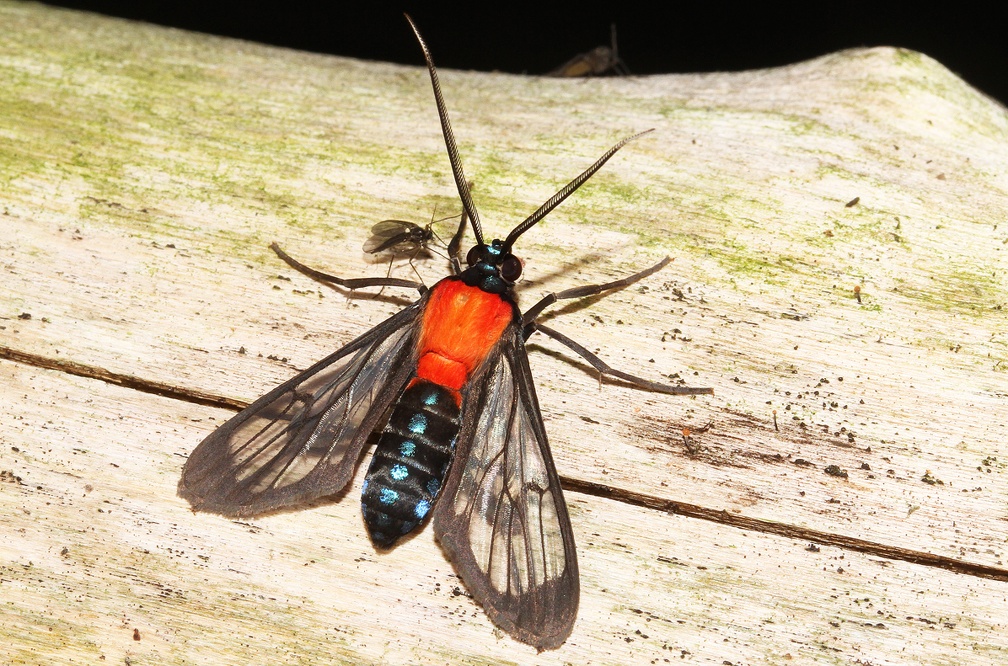 Poecilosoma chrysis chrysis Hübner, 1823