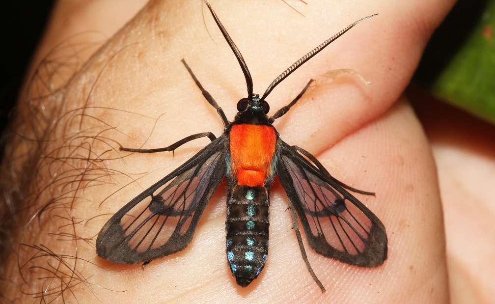 Poecilosoma chrysis chrysis Hübner, 1823