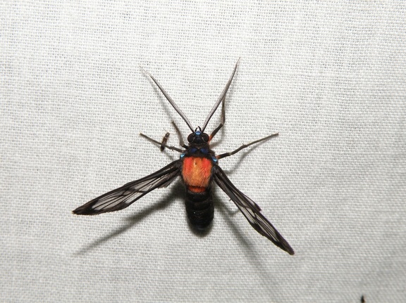 Poecilosoma chrysis chrysis Hübner, 1823